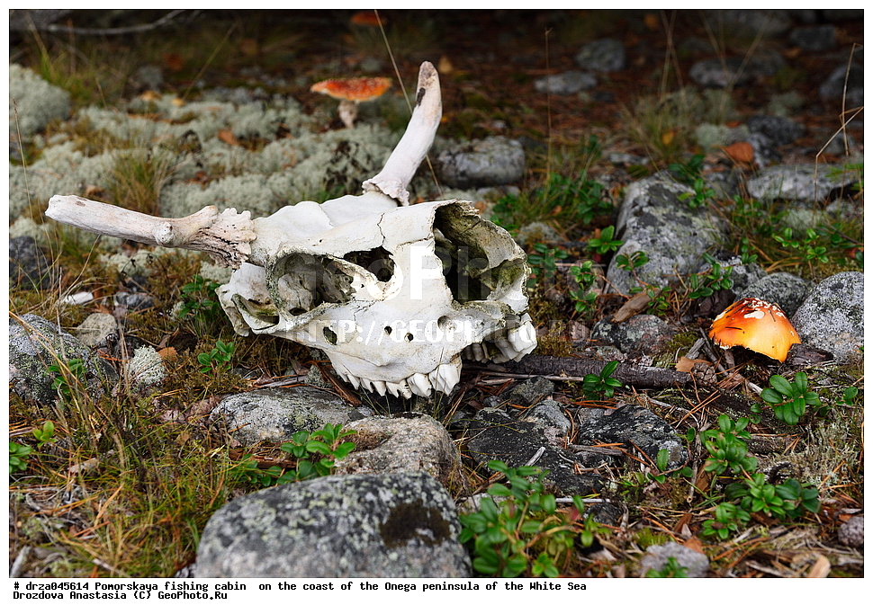 �������, �������� �������, �������� ����������, ����� ����, ������������ ����, ���������� ��������, ����� ����, ����, ��� �� ������, �������� ����, ����, ����������
