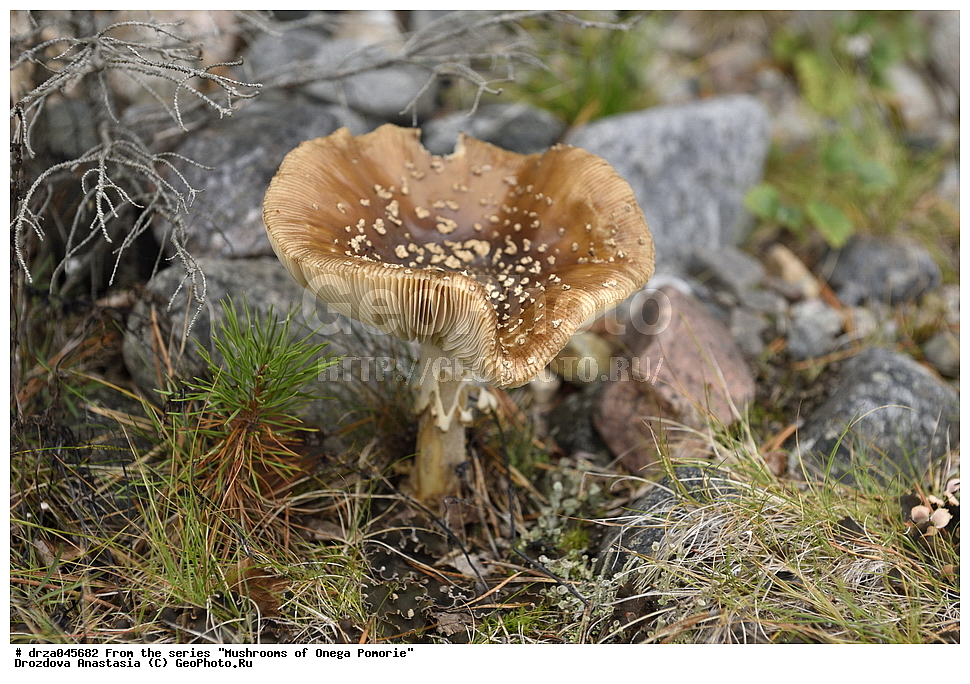 �������, �������� �������, �������� ����������, ����� ����, ������������ ����, �����