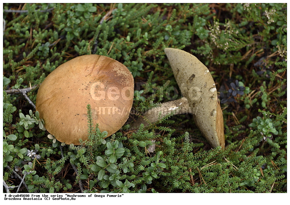 �������, �������� �������, �������� ����������, ����� ����, ������������ ����, �����