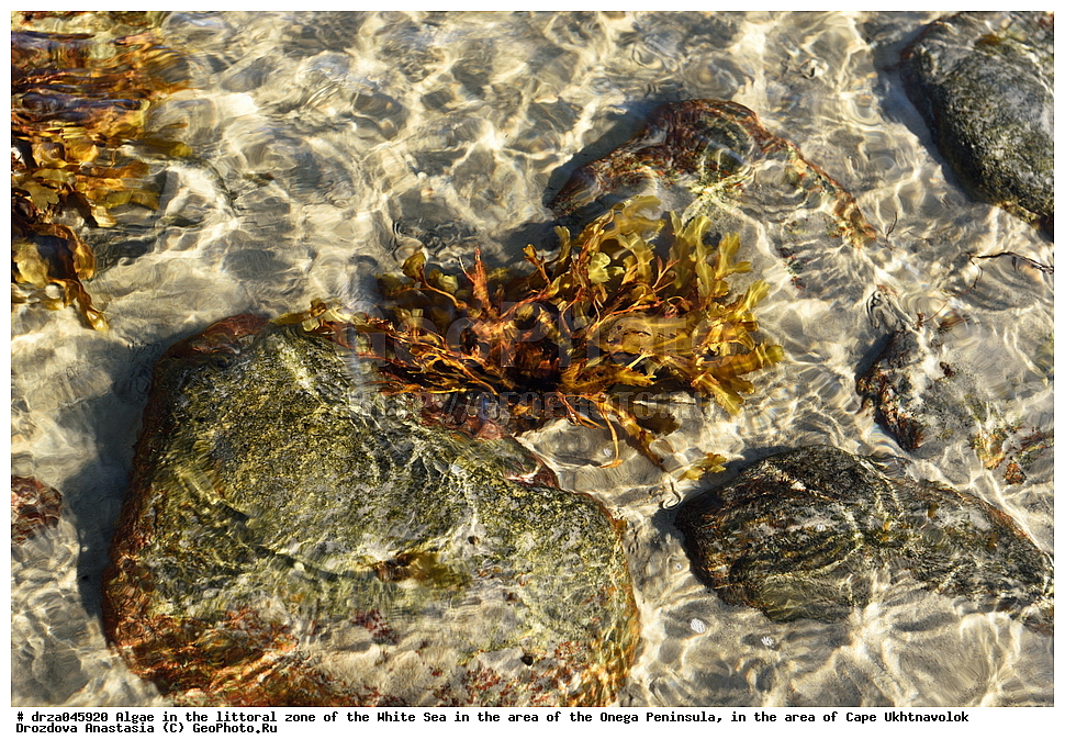 �������, �������� �������, �������� ����������, ����� ����, ������������ ����,   ��������, �����, �������, ��������, ���������, ������