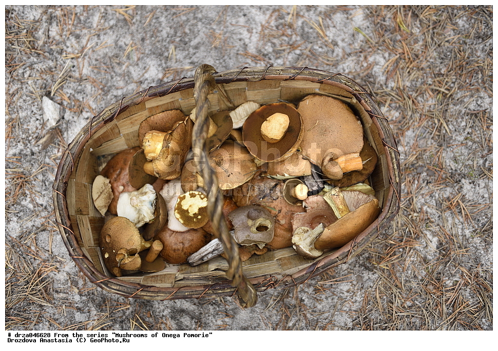 �������, �������� �������, �������� ����������, ����� ����, ������������ ����, �����