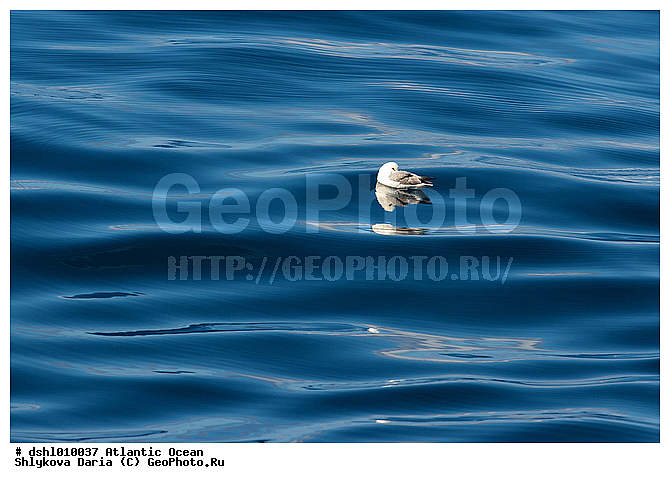 ���������, ������������� �����, ����, �����