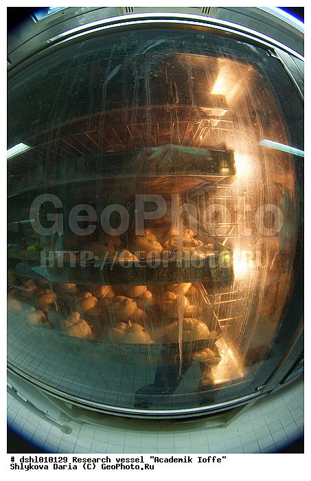 �������� �����, ���, ��� "�������� �����", ������