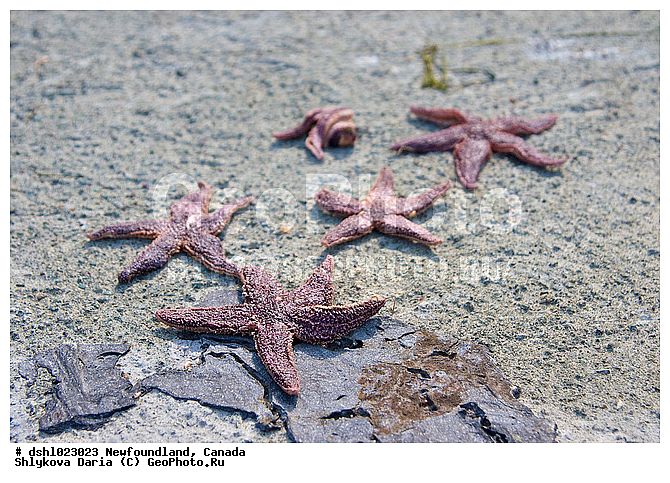 ������, ������������, ����-�������