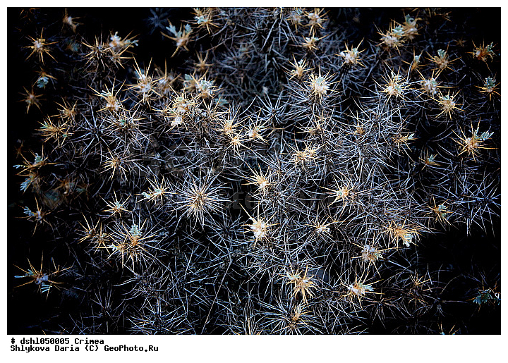 ���������, ����, ����, ������, ������