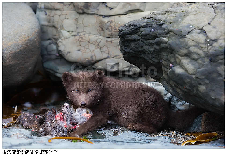  ������������ �������, ���������, ������� �����, ������, �����, ������������ ������� �����, ������ �������, ������ �������, �����, ����, ����� �����, ������, �����, ��������� ����, ��������, ��������, �������������, �������������, �����, �����, �������, ������, XYZ, ������, �������, ������, Canidae, �����, �������� ������, Alopex lagopus, Vulpes lagopus, ������������ ������� �����, ���������� ������� �����, Alopex lagopus semenovi, ����������� ����, Vulpes lagopus semenovi