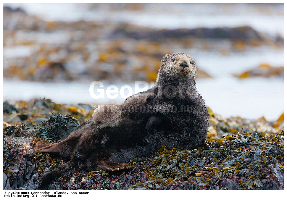 ������������ �������, ���������, �����, ������, �����, ������, ������, ��������, ������� �������, ������� ���������, ������� ����, ������ �������, ���, �����, �����, ��������� ����, ��������, ��������, �������������, �������������, �����, �����, ������� �������������, ������� �������������, ������� �����, ������� �����, XYZ, �����, ���������, Mustelidae, �����, Enhydra lutris