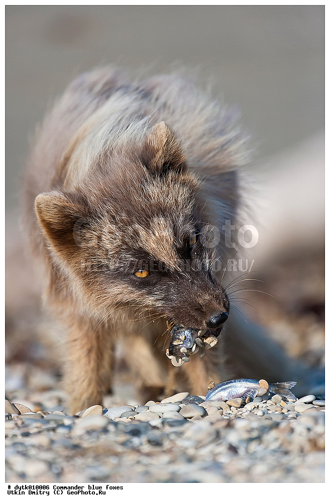  ������������ �������, ���������, ������, ������, ���, �����, ������������ ������� �����, ������������ �����, ������ ���, �����, ������ �������, �����, ����, ����, ��, ��������� ����, ��������, ��������, �������������, �������������, �����, �����, �������, ������, XYZ, ������, �������, ������, Canidae, �����, �������� ������, Alopex lagopus, Vulpes lagopus, ������������ ������� �����, ���������� ������� �����, Alopex lagopus semenovi, ����������� ����, Vulpes lagopus semenovi