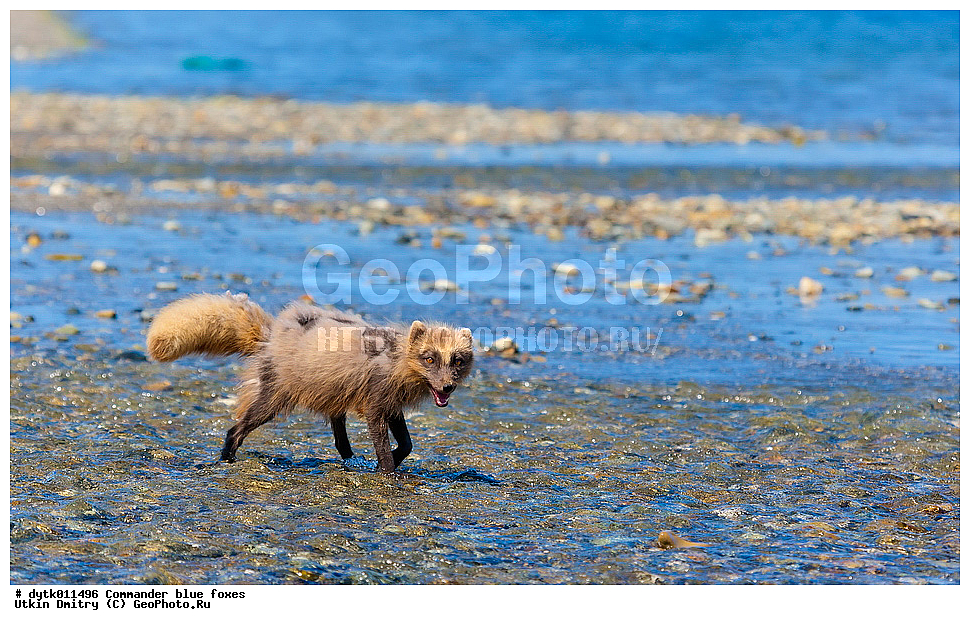 ������������ �������, ���������, ������������ ������� �����, ������������ �����, ������ ���, ������ ����, ���, �������������, ������ �������, �����, �����, ������, ��������� ����, ��������, ��������, �������������, �������������, �����, �����, �������, ������, XYZ, ������, �������, ������, Canidae, �����, �������� ������, Alopex lagopus, Vulpes lagopus, ������������ ������� �����, ���������� ������� �����, Alopex lagopus semenovi, ����������� ����, Vulpes lagopus semenovi