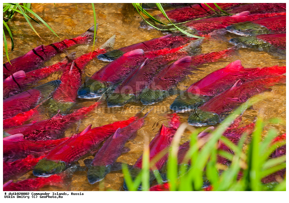 ����, �����, ������, �������, ������, �������, ������, ������������ �������, ����� �����, ��������� ����, �����, �����, ����, ������� ������, 