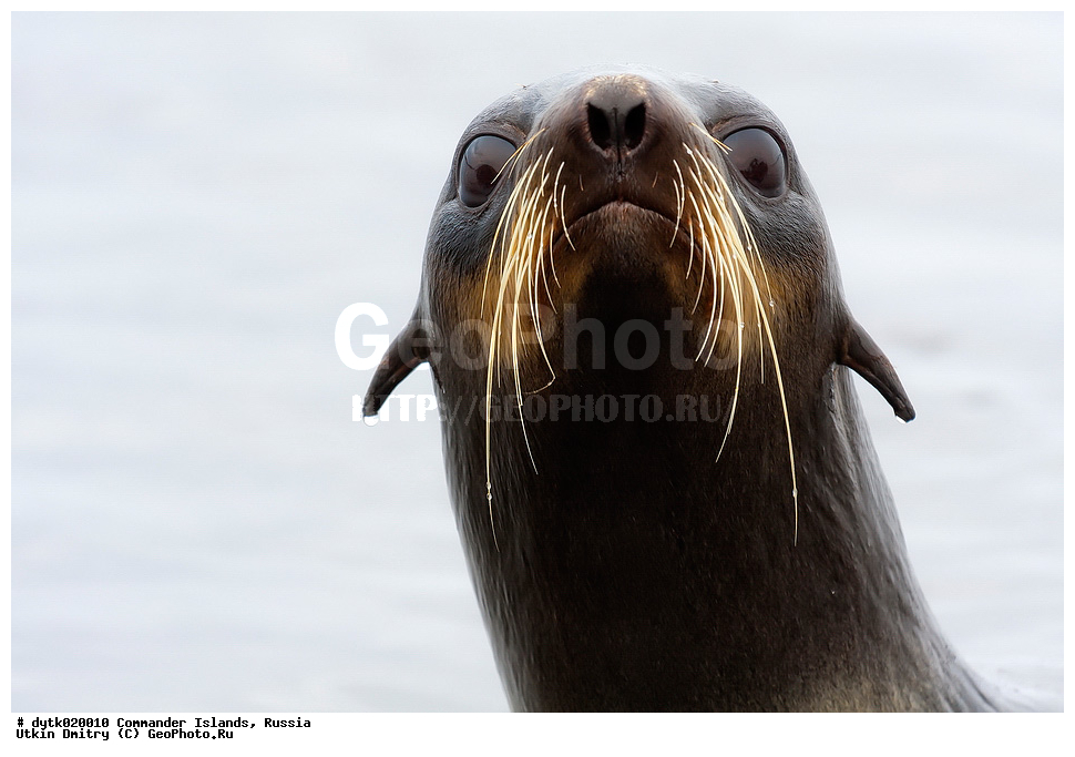 �������������, ����������, ������ �������, �ammalia, �innipedia, �tariidae, Callorhinus ursinus, �������� ������� �����, ������� �������������, ������� �����, ����� �����, ����� ��������, ������ �������, ������������ �������, ���������, ��������, ��������, �������������, �������������, �����, �����, ������� �������������, ������� �������������, ������� �����, ������� �����, XYZ, ������� ������, Otariidae, �������� ������� �����, ������� ���, Callorhinus ursinus