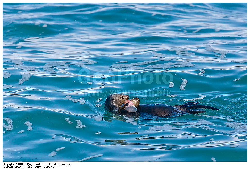  �����, Enhydra lutris, ������, ������� ����, ���������� ����, ������� �������������, ������ �������, ������������ �������, ������������ ��������, Lutrinae, ��� ������, Enhydra, ��������, ��������, �������������, �������������, �����, �����, ������� �������������, ������� �������������, ������� �����, ������� �����, XYZ, �����, ���������, Mustelidae, �����, Enhydra lutris