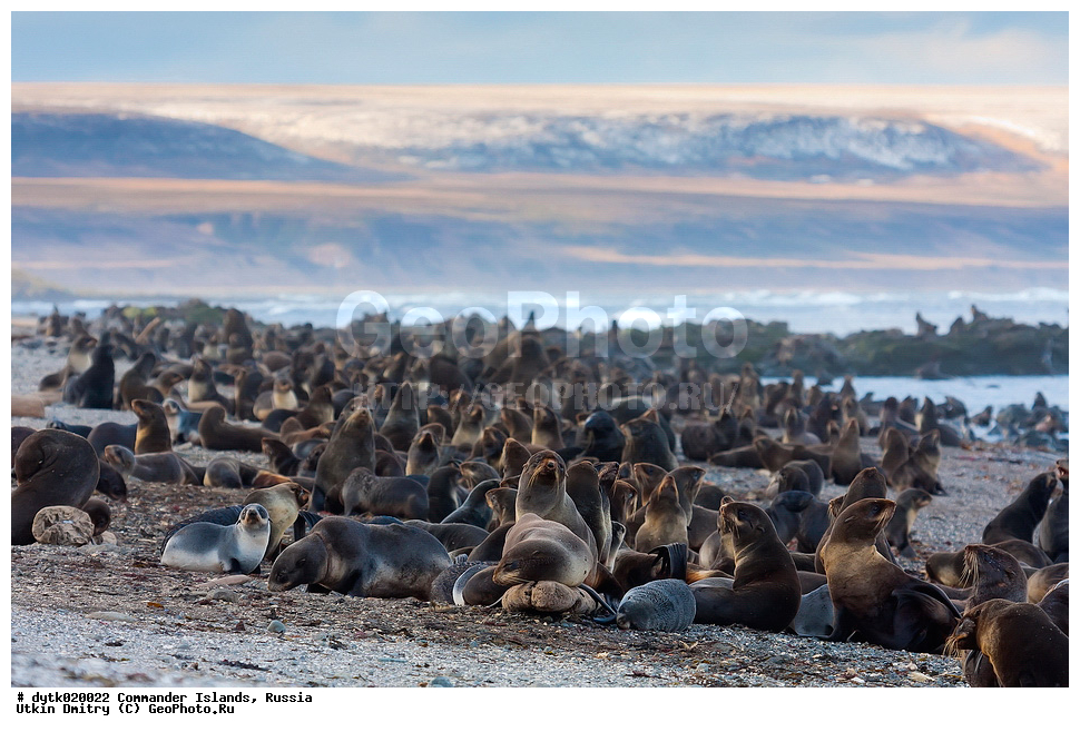 �������������, ����������, ������ �������, �ammalia, �innipedia, �tariidae, Callorhinus ursinus, �������� ������� �����, ������� �������������, ������� �����, ����� �����, ����� ��������, ������ �������, ������������ �������, ���������, ��������, ��������, �������������, �������������, �����, �����, ������� �������������, ������� �������������, ������� �����, ������� �����, XYZ, ������� ������, Otariidae, �������� ������� �����, ������� ���, Callorhinus ursinus