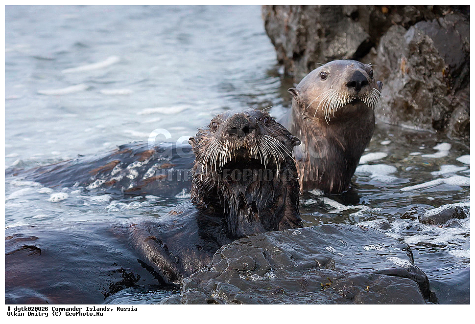  �����, Enhydra lutris, ������, ������� ����, ���������� ����, ������� �������������, ������ �������, ������������ �������, ������������ ��������, Lutrinae, ��� ������, Enhydra, ��������, ��������, �������������, �������������, �����, �����, ������� �������������, ������� �������������, ������� �����, ������� �����, XYZ, �����, ���������, Mustelidae, �����, Enhydra lutris