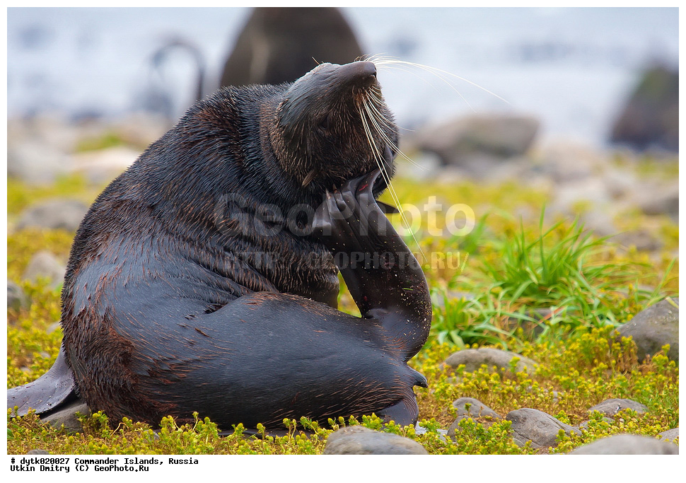 �������������, ����������, ������ �������, �ammalia, �innipedia, �tariidae, Callorhinus ursinus, �������� ������� �����, ������� �������������, ������� �����, ����� �����, ����� ��������, ������ �������, ������������ �������, ���������, ��������, ��������, �������������, �������������, �����, �����, ������� �������������, ������� �������������, ������� �����, ������� �����, XYZ, ������� ������, Otariidae, �������� ������� �����, ������� ���, Callorhinus ursinus