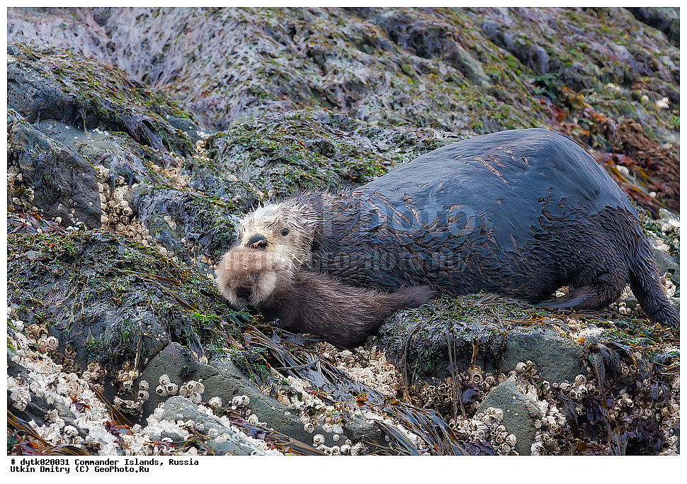  �����, Enhydra lutris, ������, ������� ����, ���������� ����, ������� �������������, ������ �������, ������������ �������, ������������ ��������, Lutrinae, ��� ������, Enhydra, ��������, ��������, �������������, �������������, �����, �����, ������� �������������, ������� �������������, ������� �����, ������� �����, XYZ, �����, ���������, Mustelidae, �����, Enhydra lutris