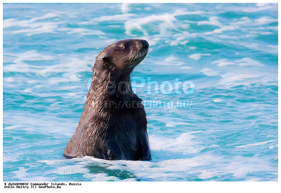  �����, Enhydra lutris, ������, ������� ����, ���������� ����, ������� �������������, ������ �������, ������������ �������, ������������ ��������, Lutrinae, ��� ������, Enhydra, ��������, ��������, �������������, �������������, �����, �����, ������� �������������, ������� �������������, ������� �����, ������� �����, XYZ, �����, ���������, Mustelidae, �����, Enhydra lutris