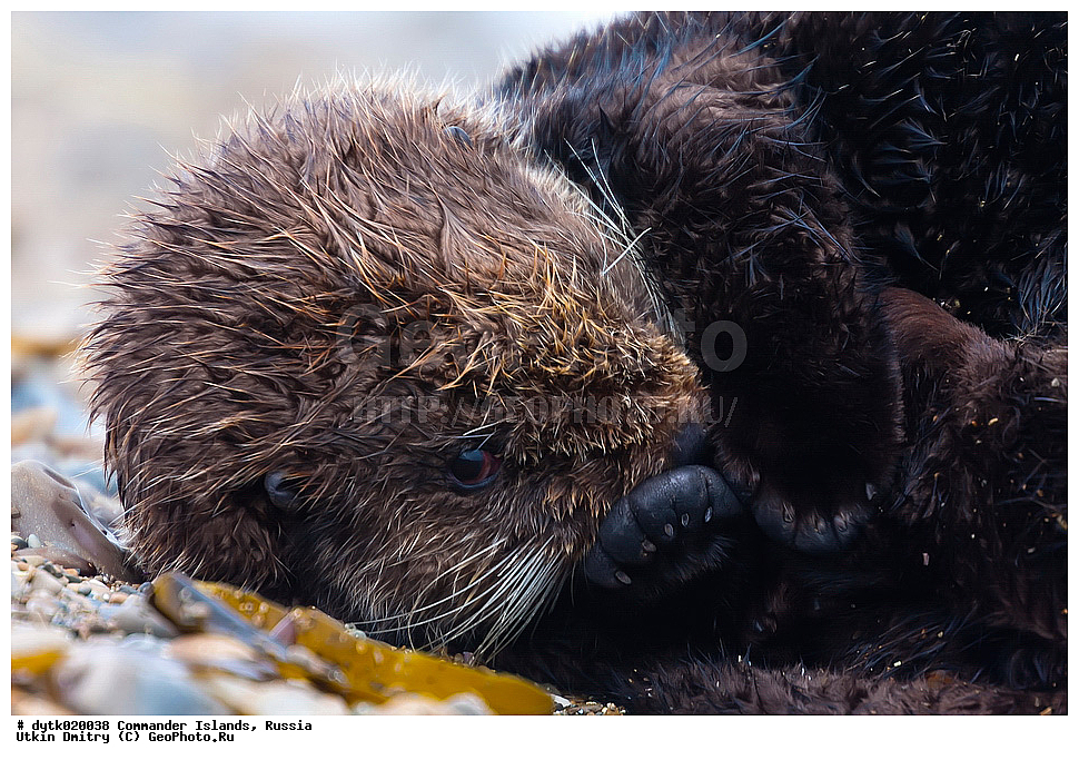  �����, Enhydra lutris, ������, ������� ����, ���������� ����, ������� �������������, ������ �������, ������������ �������, ������������ ��������, Lutrinae, ��� ������, Enhydra, ��������, ��������, �������������, �������������, �����, �����, ������� �������������, ������� �������������, ������� �����, ������� �����, XYZ, �����, ���������, Mustelidae, �����, Enhydra lutris