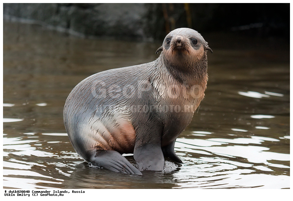 �������������, ����������, ������ �������, �ammalia, �innipedia, �tariidae, Callorhinus ursinus, �������� ������� �����, ������� �������������, ������� �����, ����� �����, ����� ��������, ������ �������, ������������ �������, ���������, ��������, ��������, �������������, �������������, �����, �����, ������� �������������, ������� �������������, ������� �����, ������� �����, XYZ, ������� ������, Otariidae, �������� ������� �����, ������� ���, Callorhinus ursinus