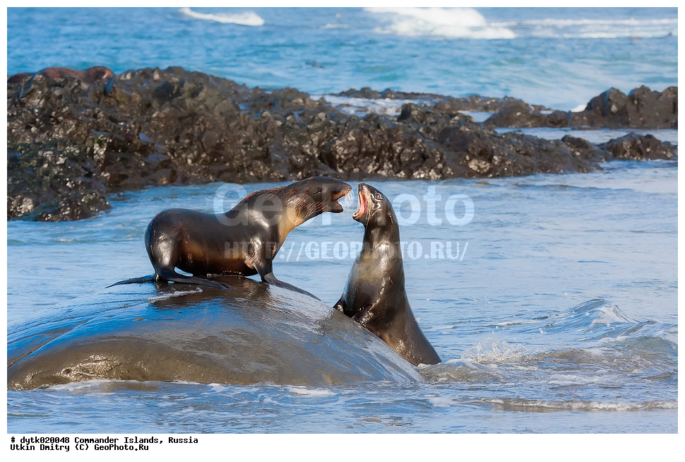 �������������, ����������, ������ �������, �ammalia, �innipedia, �tariidae, Callorhinus ursinus, �������� ������� �����, ������� �������������, ������� �����, ����� �����, ����� ��������, ������ �������, ������������ �������, ���������, ��������, ��������, �������������, �������������, �����, �����, ������� �������������, ������� �������������, ������� �����, ������� �����, XYZ, ������� ������, Otariidae, �������� ������� �����, ������� ���, Callorhinus ursinus