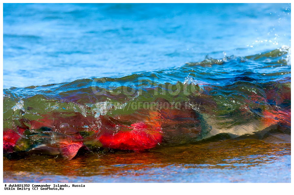 ����, �����, ������, �������, ������, �������, ������, ������������ �������, ����� �����, ��������� ����, �����, �����, ����, ������� ������, 