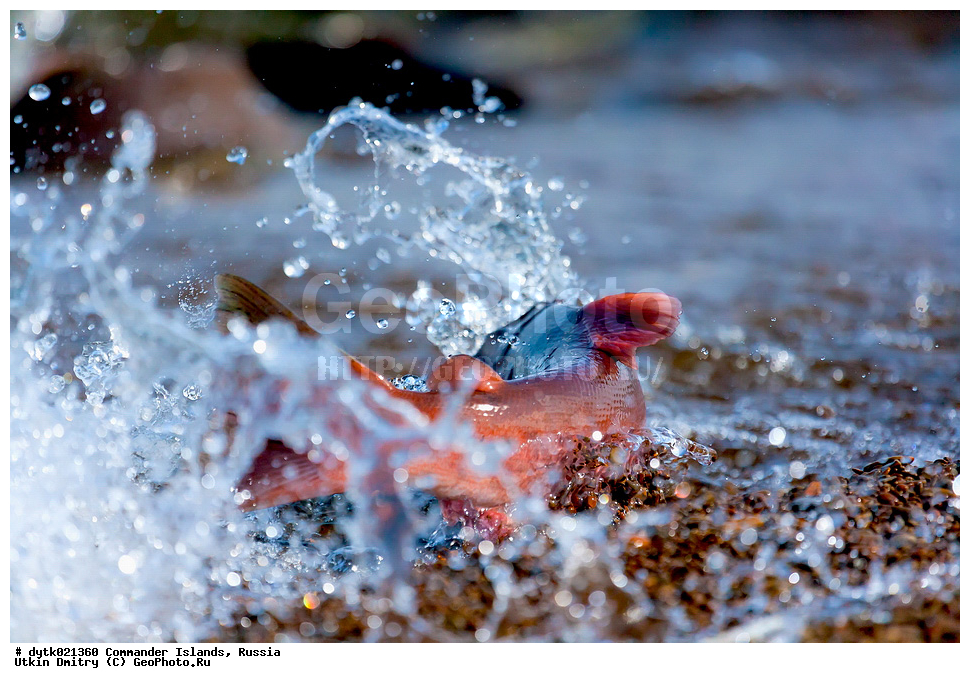 ����, �����, ������, �������, ������, �������, ������, ������������ �������, ����� �����, ��������� ����, �����, �����, ����, ������� ������, 