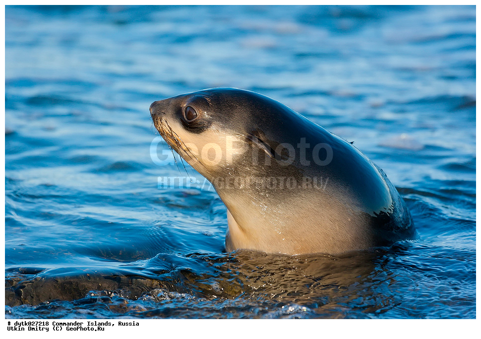 �������������, ����������, ������ �������, �ammalia, �innipedia, �tariidae, Callorhinus ursinus, �������� ������� �����, ������� �������������, ������� �����, ����� �����, ����� ��������, ������ �������, ������������ �������, ���������, ��������, ��������, �������������, �������������, �����, �����, ������� �������������, ������� �������������, ������� �����, ������� �����, XYZ, ������� ������, Otariidae, �������� ������� �����, ������� ���, Callorhinus ursinus