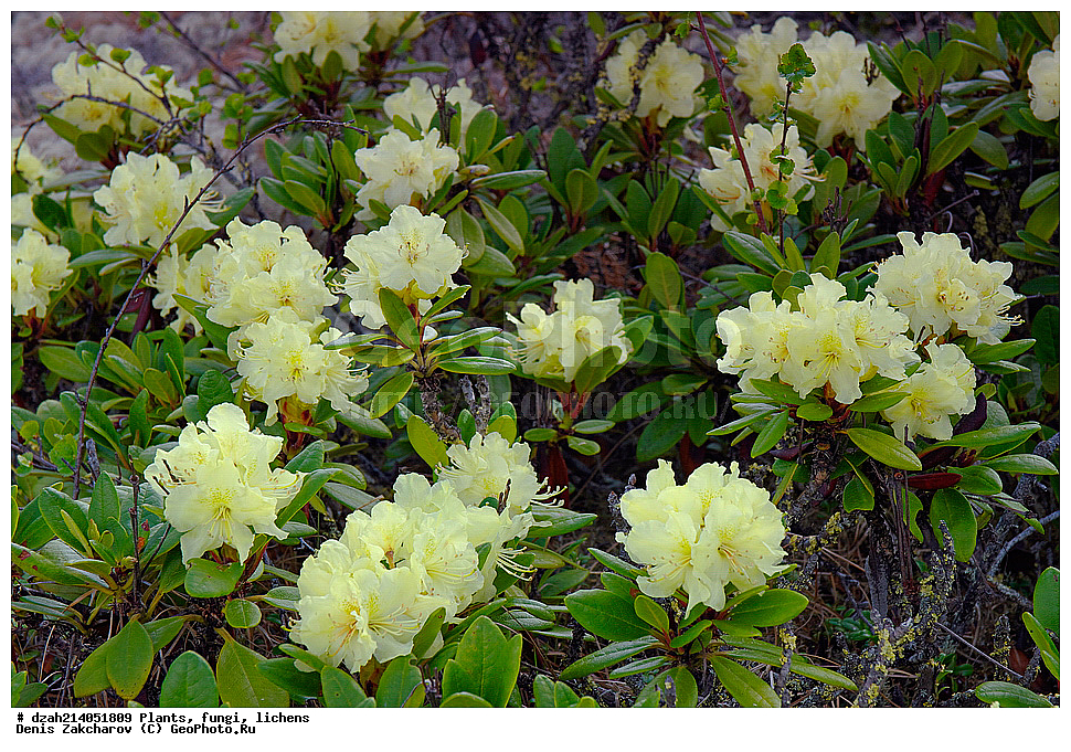 Rhododendron aureum, ����������, �����, �����, ����������� ����������, ������, ������, ����, ������, �������, ���������, ����, �����, �����, ������ ��������, �����, ���������� ��������, ������������ ��������, ������������ ��������, ������, �����, XYZ, ����������, Ericaceae, ����������� ����������, ������ ������������������, ����������� ������������������, ����������� �������������, ���������� ����, Rhododendron aureum, Rhododendron chrysanthum, Azalea chrysanthum Rhododendron officinale, ���������, ����������, ������������ ��������, ������������ ��������, ������������, ������������ �����������, �����������, ������������, ���������, �����, ����������