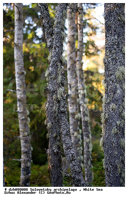 ������� �����, �������, �������, �����, ������, ������ ����, �����