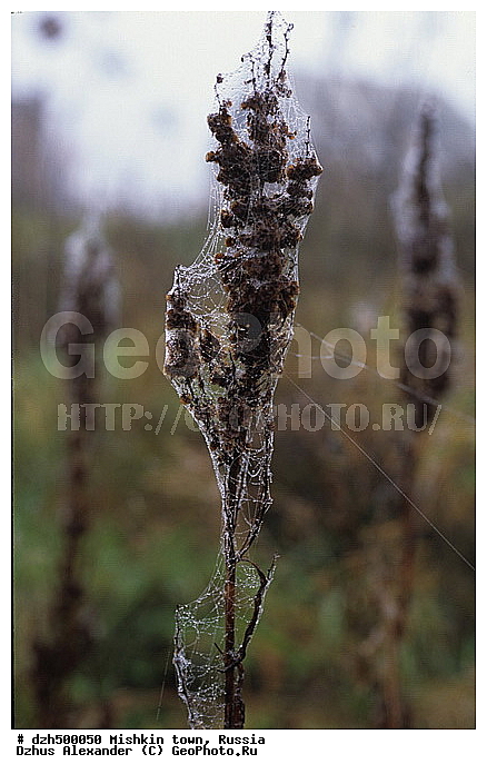 ������, ������, ����������� �������