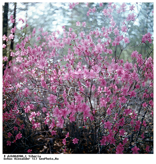 ����������, ���������, ��������, ������, �����������, ����������� ��������, �������, ����������, ������, ��������, �����, ����������� ��������, ������, ��������, ����������� ��������, ������, ��������, ���������, Rhododendron dauricum , ������ ��������, �����, ��������,  ���������� ��������, ������� ��������, ������������ ��������, ������, �����, XYZ, ����������, Ericaceae, ���������, ����������� ��������, �������� ���������, ���������, Rhododendron dauricum, ���������, ����������, ������������ ��������, ������������ ��������, ������������, ������������ �����������, �����������, ������������, ���������, �����, ����������