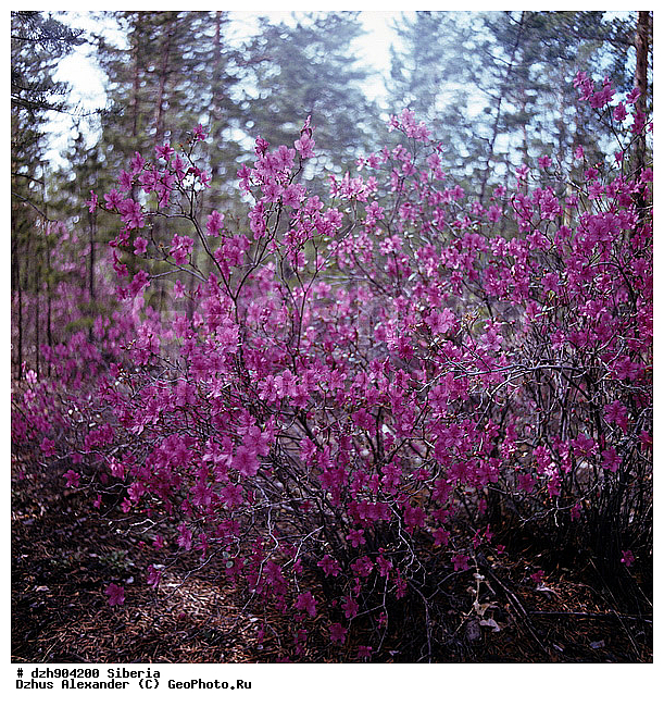 ����������, ���������, ��������, ������, �����������, ����������� ��������, �������, ����������, ������, ��������, �����, ����������� ��������, ������, ��������, ����������� ��������, ������, ��������, ���������, Rhododendron dauricum , ������ ��������, �����, ��������,  ���������� ��������, ������� ��������, ������������ ��������, ������, �����, XYZ, ����������, Ericaceae, ���������, ����������� ��������, �������� ���������, ���������, Rhododendron dauricum, ���������, ����������, ������������ ��������, ������������ ��������, ������������, ������������ �����������, �����������, ������������, ���������, �����, ����������