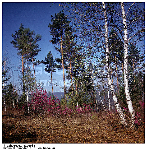 ����������, ���������, ��������, ������, �����������, ����������� ��������, �����, ����������� ��������, ������, ��������, ����������� ��������, ������, ��������, ���������, Rhododendron dauricum , ������ ��������, �����, ��������,  ���������� ��������, ������� ��������, ������������ ��������, ������, �����, XYZ, ����������, Ericaceae, ���������, ����������� ��������, �������� ���������, ���������, Rhododendron dauricum, ���������, ����������, ������������ ��������, ������������ ��������, ������������, ������������ �����������, �����������, ������������, ���������, �����, ����������