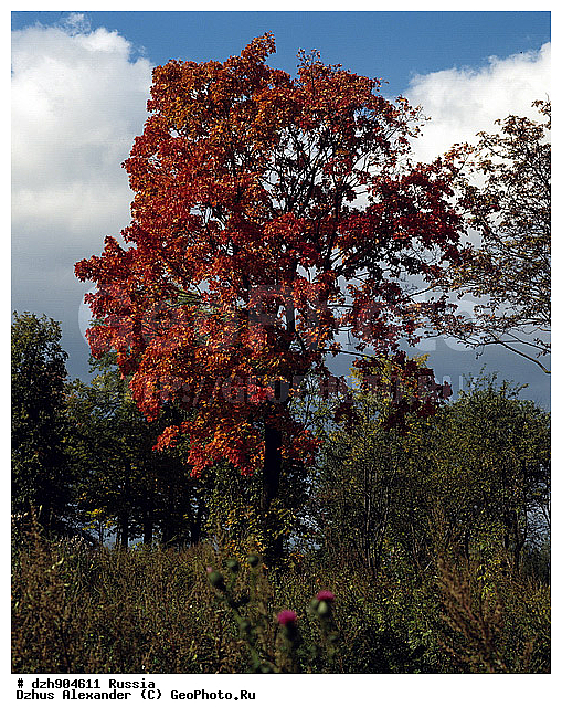 ������, ������, �������, �����, ������