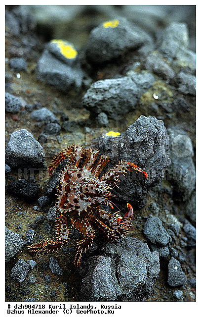 ������, �����������, ����, ������������