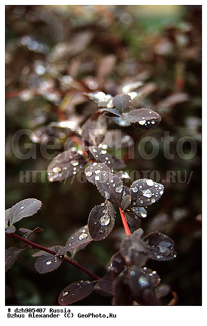 ������, �����, ��������