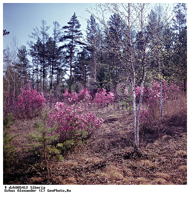 ����������, ���������, ��������, ������, �����������, ����������� ��������, �������, ����������, ����������� ��������, ������, ��������, ����������� ��������, ������, ��������, ���������, Rhododendron dauricum , ������ ��������, �����, ��������,  ���������� ��������, ������� ��������, ������������ ��������, ������, �����, XYZ, ����������, Ericaceae, ���������, ����������� ��������, �������� ���������, ���������, Rhododendron dauricum, ���������, ����������, ������������ ��������, ������������ ��������, ������������, ������������ �����������, �����������, ������������, ���������, �����, ����������