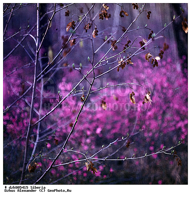 ����������, ���������, ��������, ������, �����������, ����������� ��������, �������, ����������, ����������� ��������, ������, ��������, ����������� ��������, ������, ��������, ���������, Rhododendron dauricum , ������ ��������, �����, ��������,  ���������� ��������, ������� ��������, ������������ ��������, ������, �����, XYZ, ����������, Ericaceae, ���������, ����������� ��������, �������� ���������, ���������, Rhododendron dauricum, ���������, ����������, ������������ ��������, ������������ ��������, ������������, ������������ �����������, �����������, ������������, ���������, �����, ����������