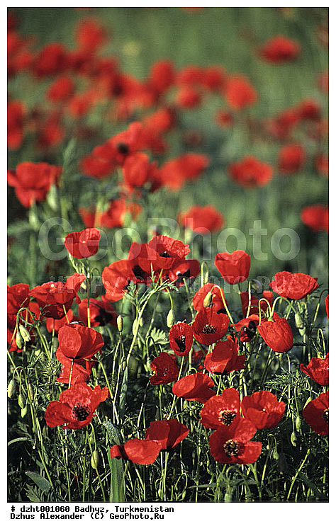 ������, ������, ��������� ���, ������, ������, ����������, ������������� �������, ����������, �����, �������