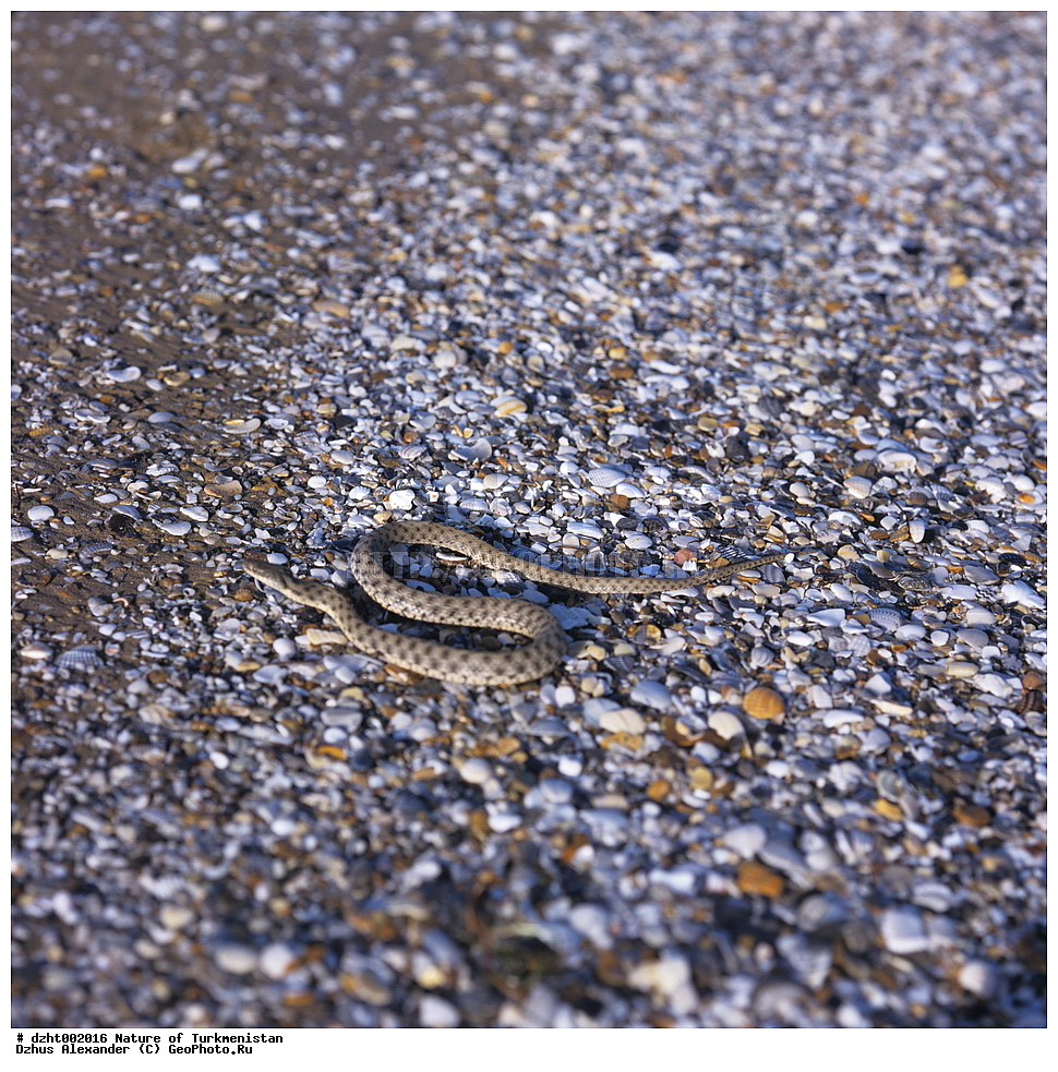 �������, ����������, ���������, �������,  �����, 35�� 