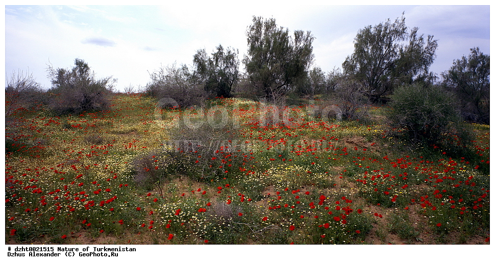 �������, ��������, �������,  �����, 35�� 