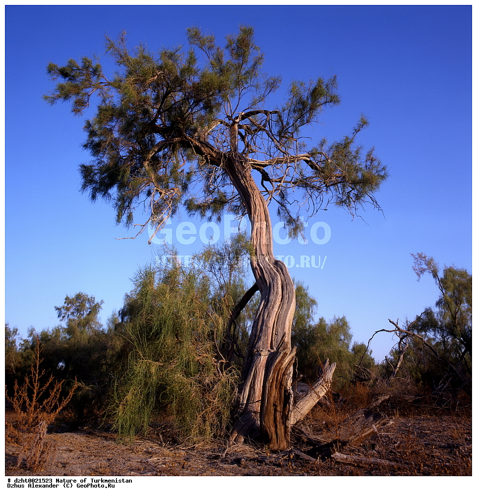 �������, ��������, �������,  �����, 35�� 