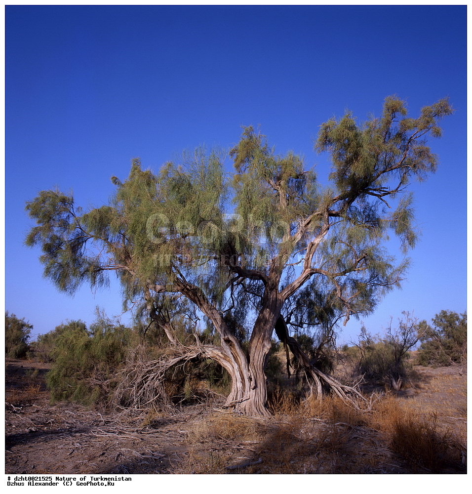 �������, ��������, �������,  �����, 35�� 