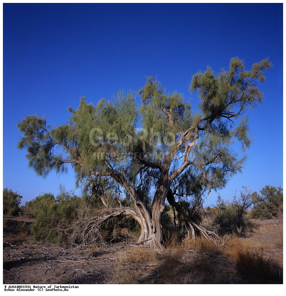 �������, ��������, �������,  �����, 35�� 