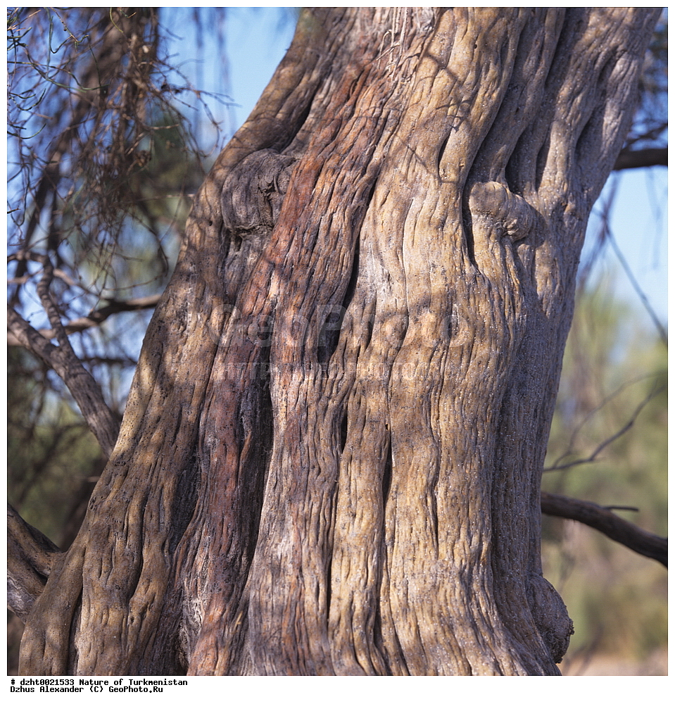 �������, ��������, �������,  �����, 35�� 