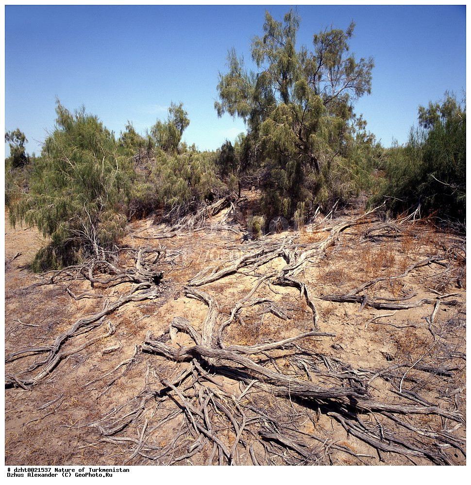 �������, ��������, �������,  �����, 35�� 