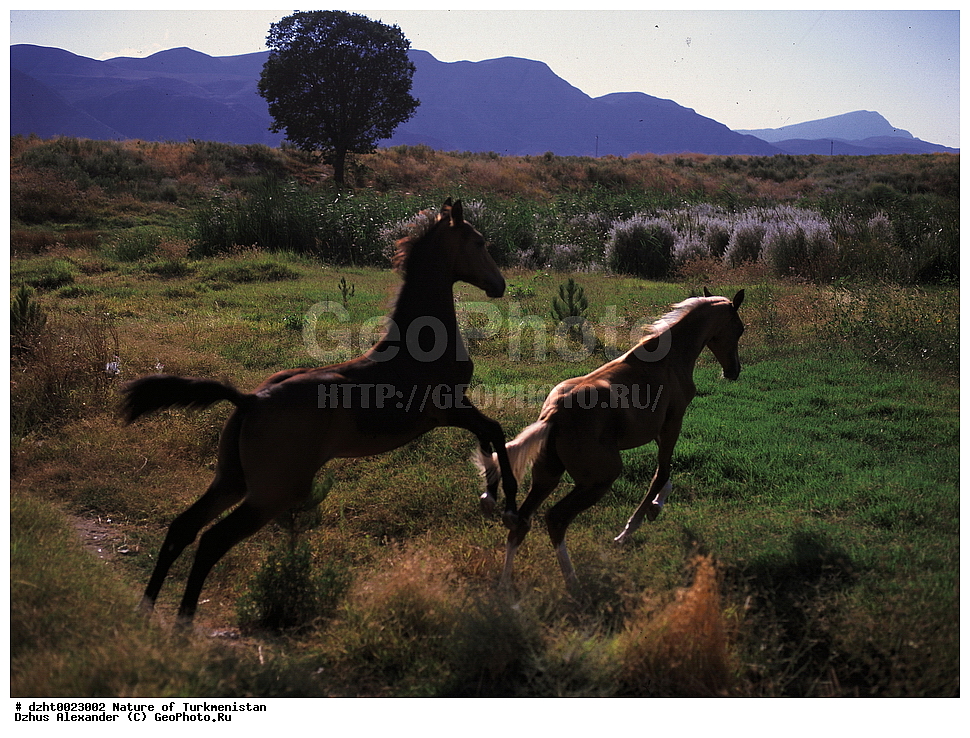 �������, ��������, ��������,  �����, 35�� 