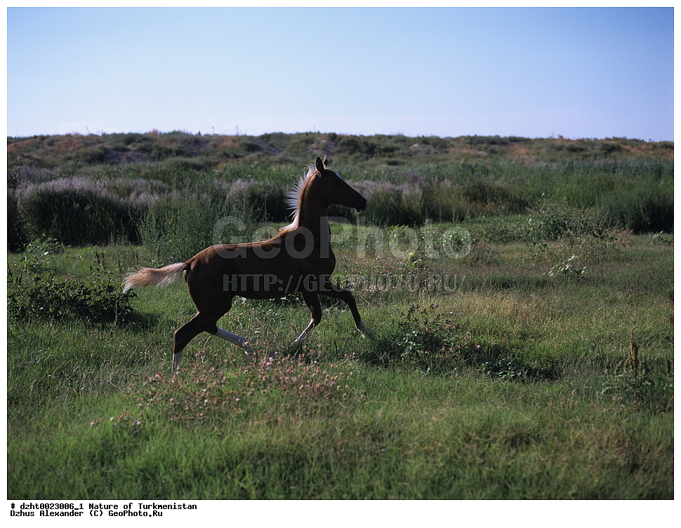 �������, ��������, ��������,  �����, 35�� 