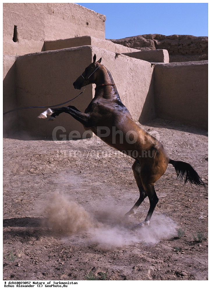 �������, ��������, ��������, �������,  �����, 35�� 