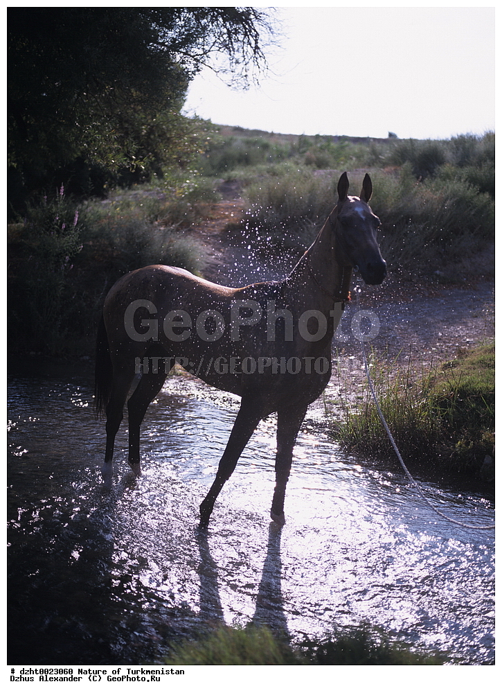 �������, ��������, ��������, �������,  �����, 35�� 